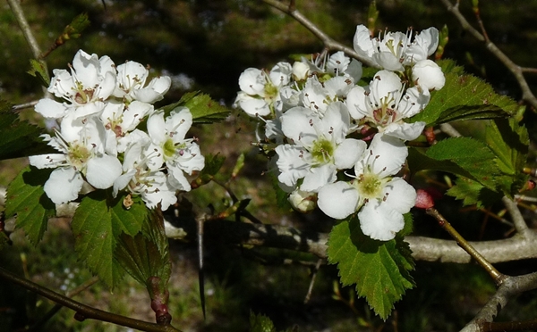 {Crataegus aemula}